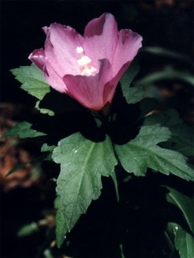 Rose of Sharon blossom