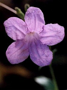 violet ruellia