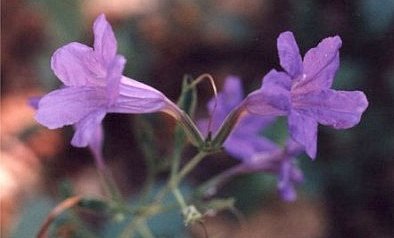 violet ruellia
