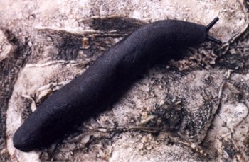 black slug