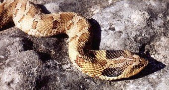 eastern hognose snake spreading neck in defensive pose