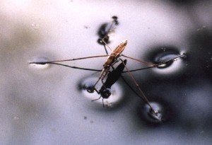 surface tension water strider