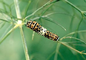 young black swallowtail caterpillar on fennel
