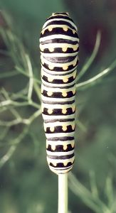 fully grown black swallowtail caterpillar on fennel