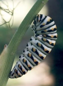 black swallowtail caterpillar in position to pupate