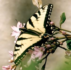 tiger swallowtail on shrub