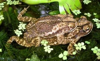 Gulf Coast toads mating