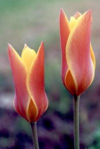 naturalized tulip