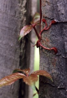 young Virginia creeper leaves with climbing tendrils
