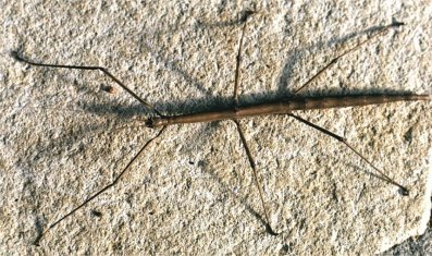 walking stick