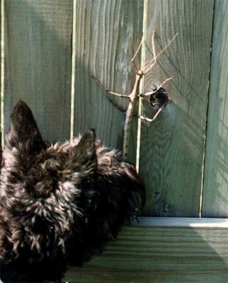 Frisky sniffing large walking stick