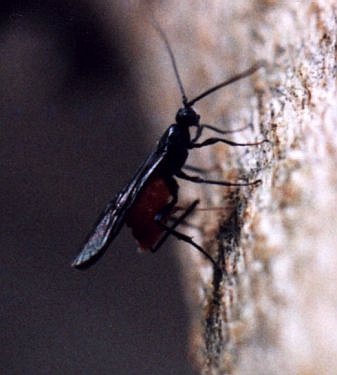 female gall wasp