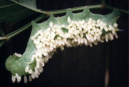 wasp larvae emerging from a tomato hornworm & spinning their cocoons