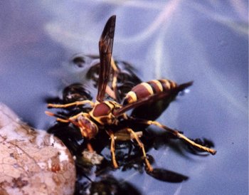 paper wasp drinking water