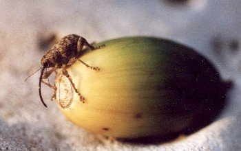 acorn weevil on live oak acorn