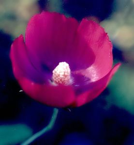 newly opened wine-cup blossom