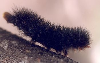 full-grown woolly bear caterpillar stretched in defensive position