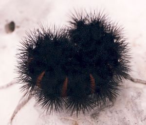full-grown woolly bear caterpillar curled in defensive position
