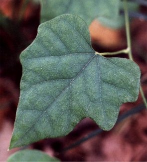 snailseed vine