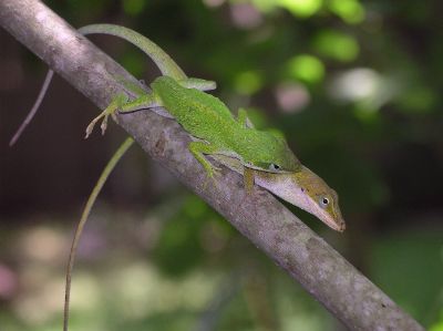 green anoles mating