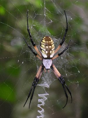 female black and yellow argiope