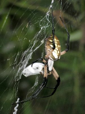 female black and yellow argiope with unidentified prey