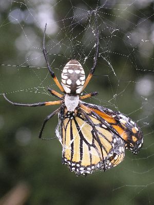 black and yellow argiope with monarch butterfly