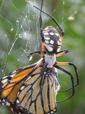 female argiope spider with monarch butterfly