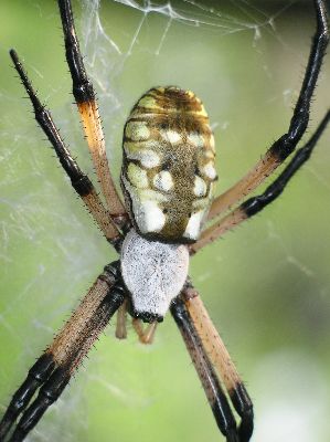 close-up of female argiope after laying eggs