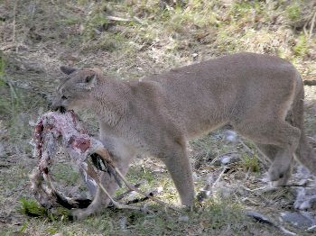 cougar with great blue heron carcass