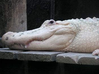 albino American alligator