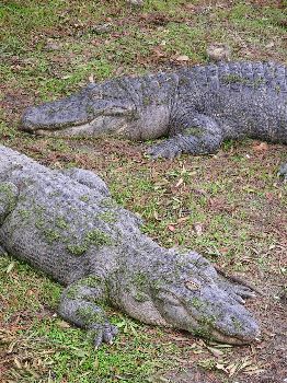 American alligators