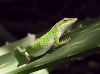 green anole