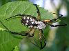 black and yellow argiope