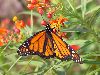 milkweed butterflies