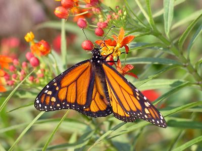 monarch butterfly on butterflyweed