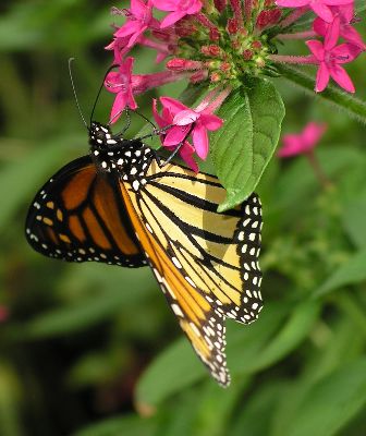 monarch butterfly on pentas