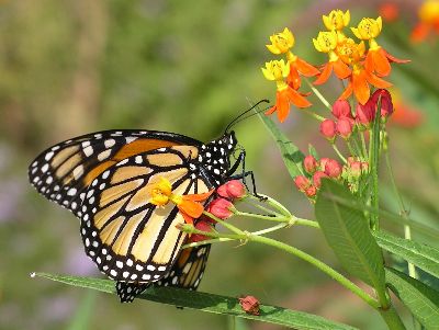 monarch on butterflyweed