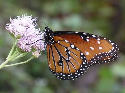 male queen butterfly on mistflower