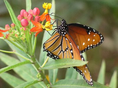 female queen butterfly on butterflyweed