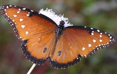 male queen butterfly on mistflower