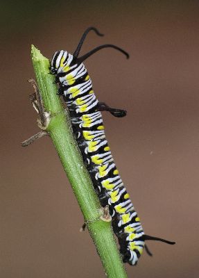 queen caterpillar