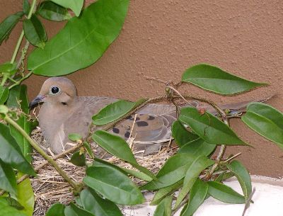 mourning dove on nest