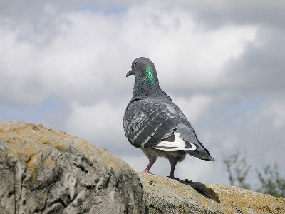 rock dove