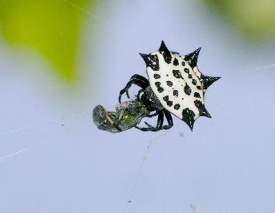 spiny-backed orb weaver eating green bee