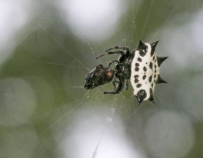 spiny-backed orb weaver with unidentified prey