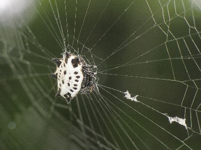 spiny-backed orb weaver