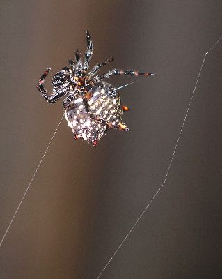 ventral view of the spiny-backed orb weaver