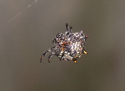 ventral view of a spiny-backed orb weaver