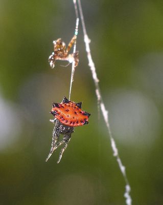 young spiny-backed orb weaver resting after molting